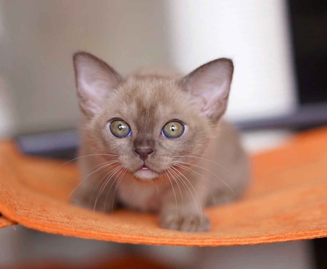 kupit burmanskogo kotenka shokoladnogo v pitomnike